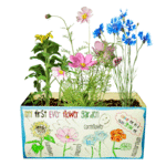 Grow my First Garden Flower Grow Box