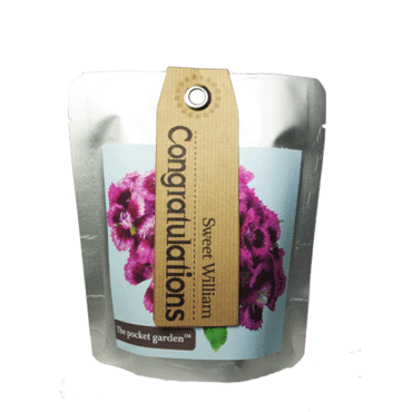 Congratulations Sweet William -   Pocket Garden -