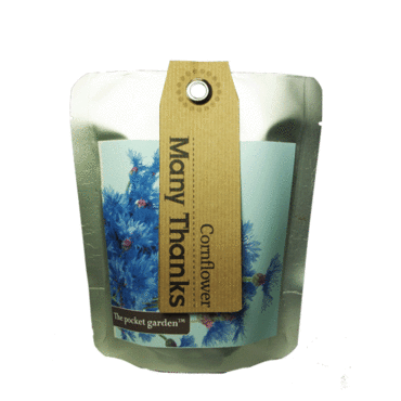 Thank You Cornflower -  Pocket Garden -
