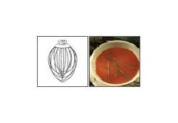 Electrolux Whisk 5 litre  for DITOMIX 5