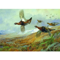 Grouse in Flight