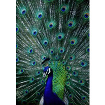 Peacock Display