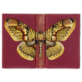 Owl Moth