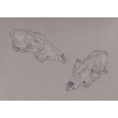 Fox Skull