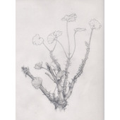Studio Plant