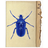 Torynorrhina Flammea