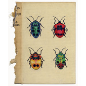 Shield Bugs