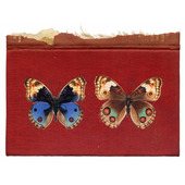 Junonia