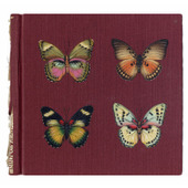 Forester Butterflies
