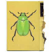 Chrysina beyeri